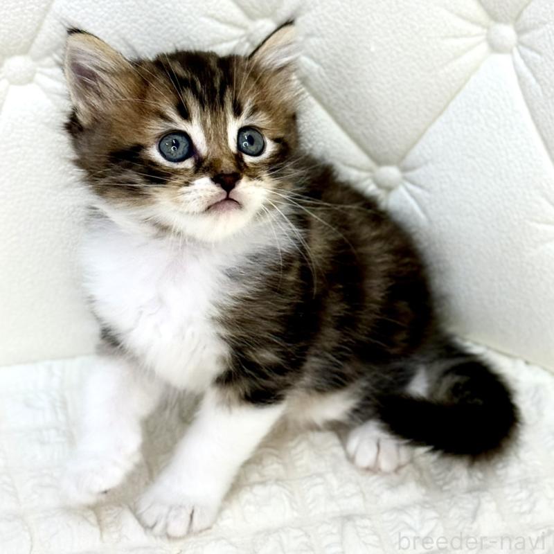 販売中の鹿児島県のキンカロー-130101の5枚目