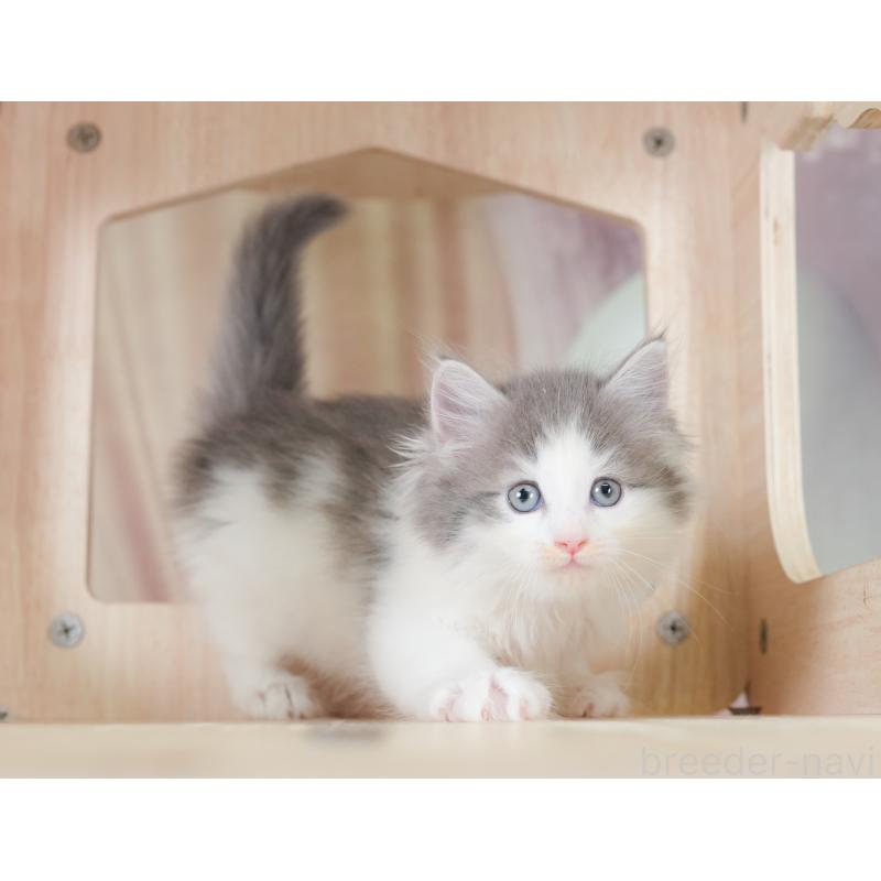 販売中の千葉県のノルウェージャンフォレストキャット-130102の5枚目