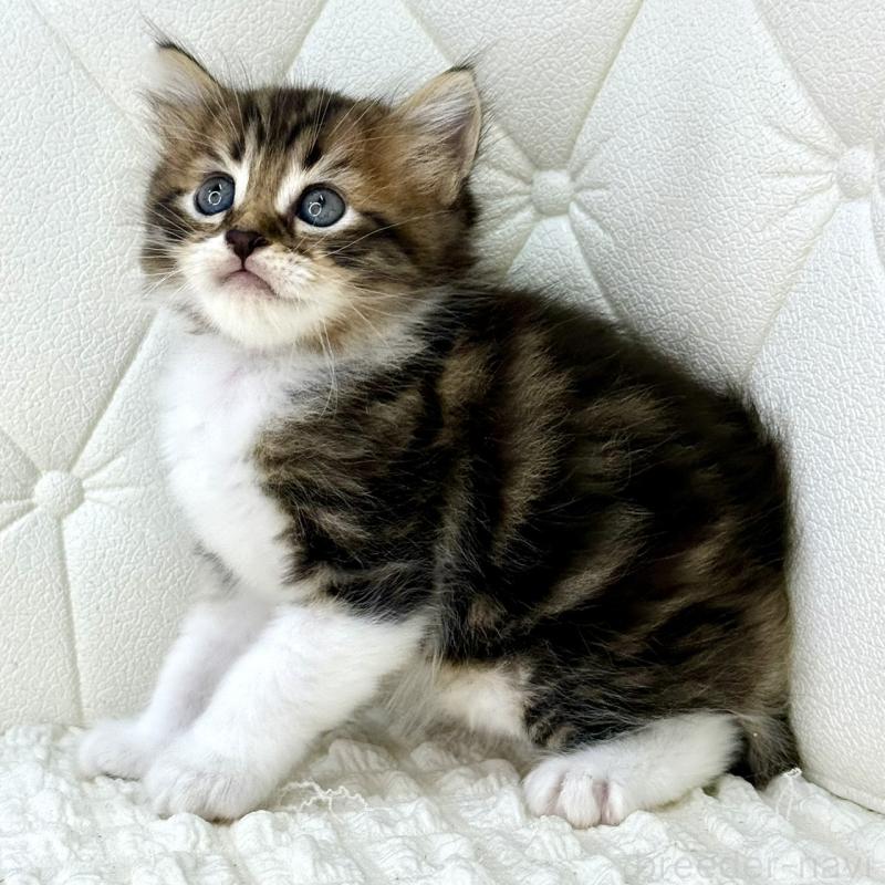 販売中の鹿児島県のキンカロー-130101の4枚目