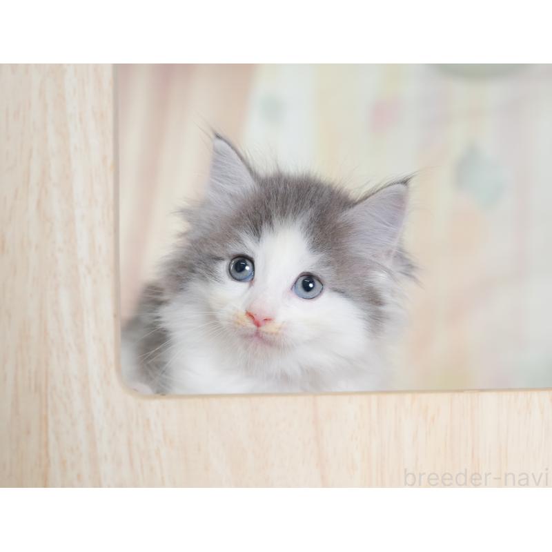 販売中の千葉県のノルウェージャンフォレストキャット-130102