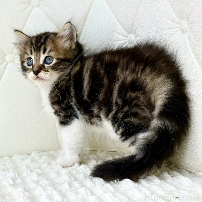 販売中の鹿児島県のキンカロー-130101の3枚目