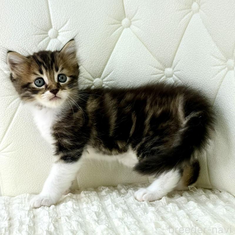 販売中の鹿児島県のキンカロー-130101の2枚目