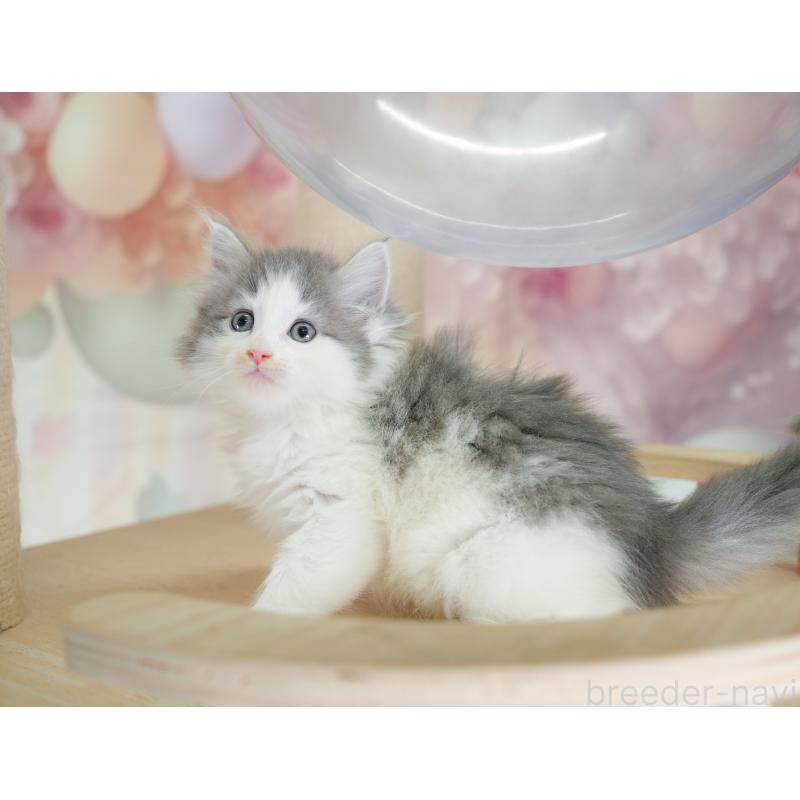 販売中の千葉県のノルウェージャンフォレストキャット-130102の4枚目