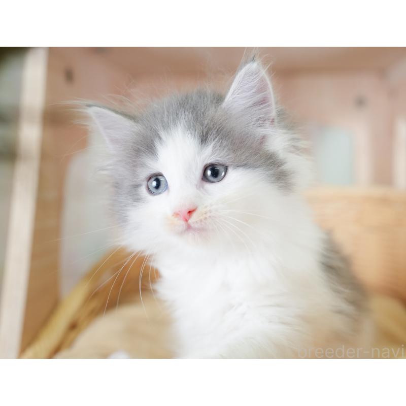 販売中の千葉県のノルウェージャンフォレストキャット-130102の3枚目