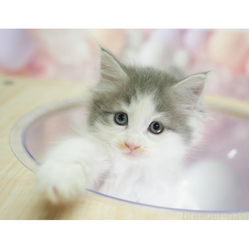 販売中の千葉県のノルウェージャンフォレストキャット-130102の2枚目