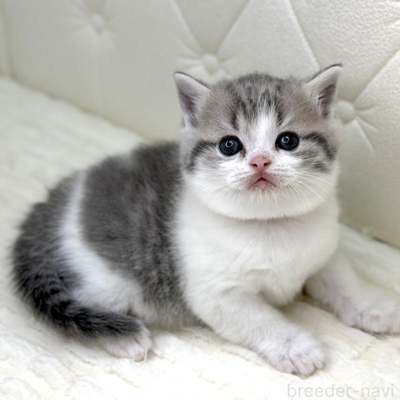 販売中の鹿児島県のスコティッシュフォールド-130103