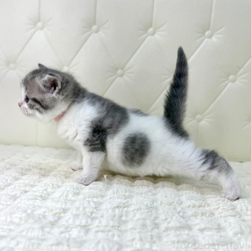 販売中の鹿児島県のスコティッシュフォールド-130103の15枚目