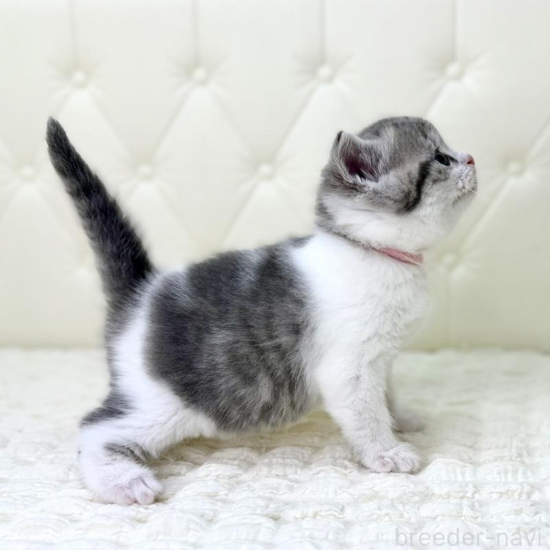 販売中の鹿児島県のスコティッシュフォールド-130103の14枚目