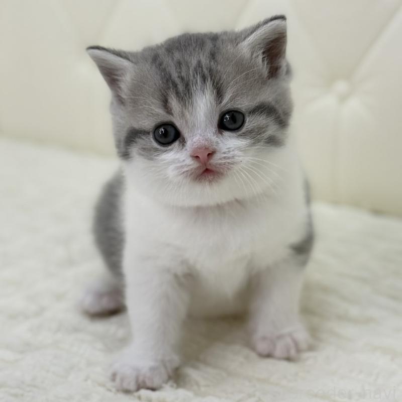 販売中の鹿児島県のスコティッシュフォールド-130103の13枚目