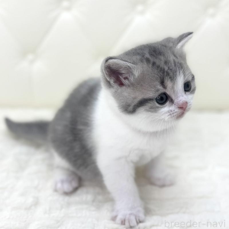 販売中の鹿児島県のスコティッシュフォールド-130103の12枚目