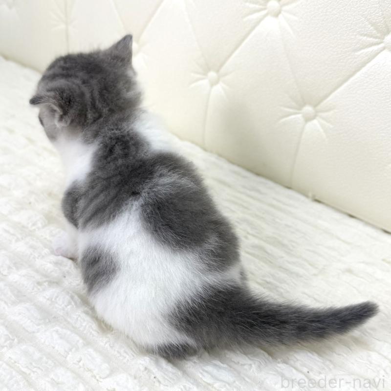 販売中の鹿児島県のスコティッシュフォールド-130103の11枚目