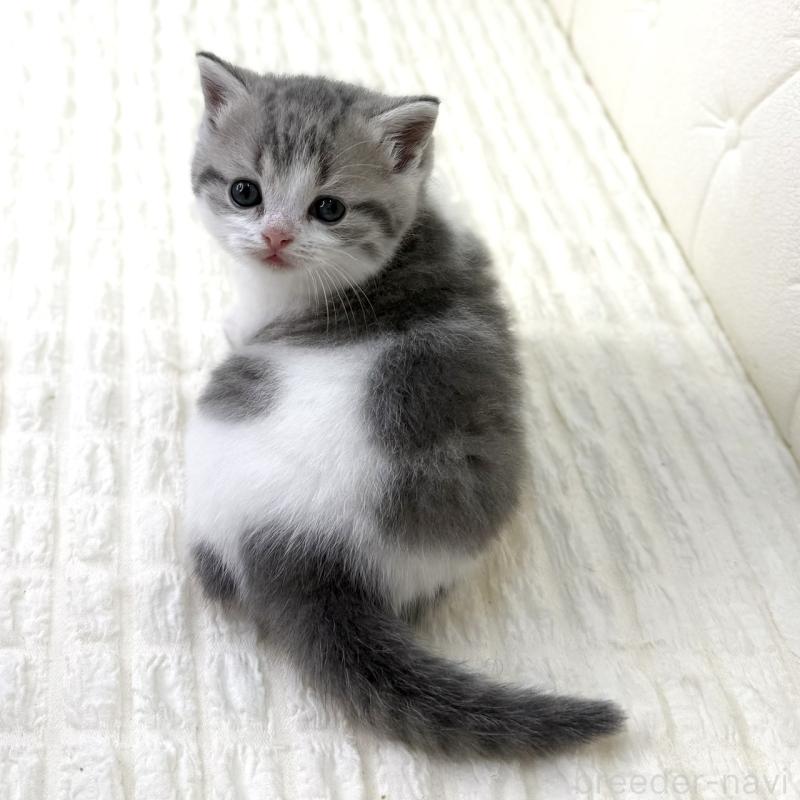 販売中の鹿児島県のスコティッシュフォールド-130103の10枚目