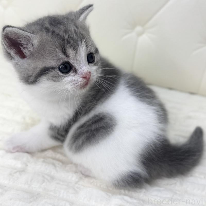 販売中の鹿児島県のスコティッシュフォールド-130103の9枚目