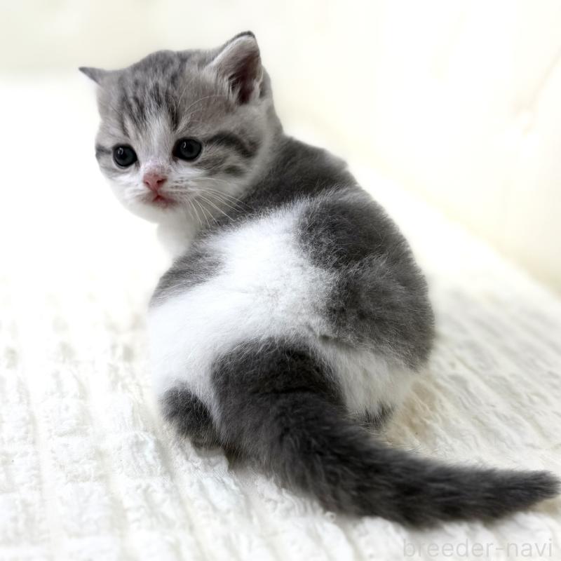 販売中の鹿児島県のスコティッシュフォールド-130103の8枚目