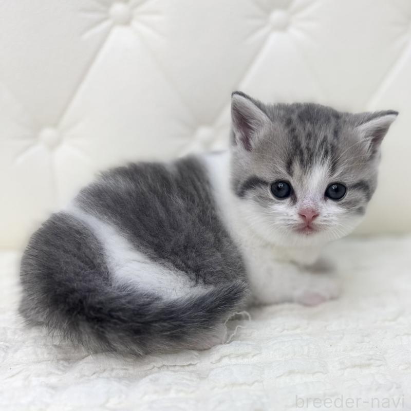 販売中の鹿児島県のスコティッシュフォールド-130103の7枚目