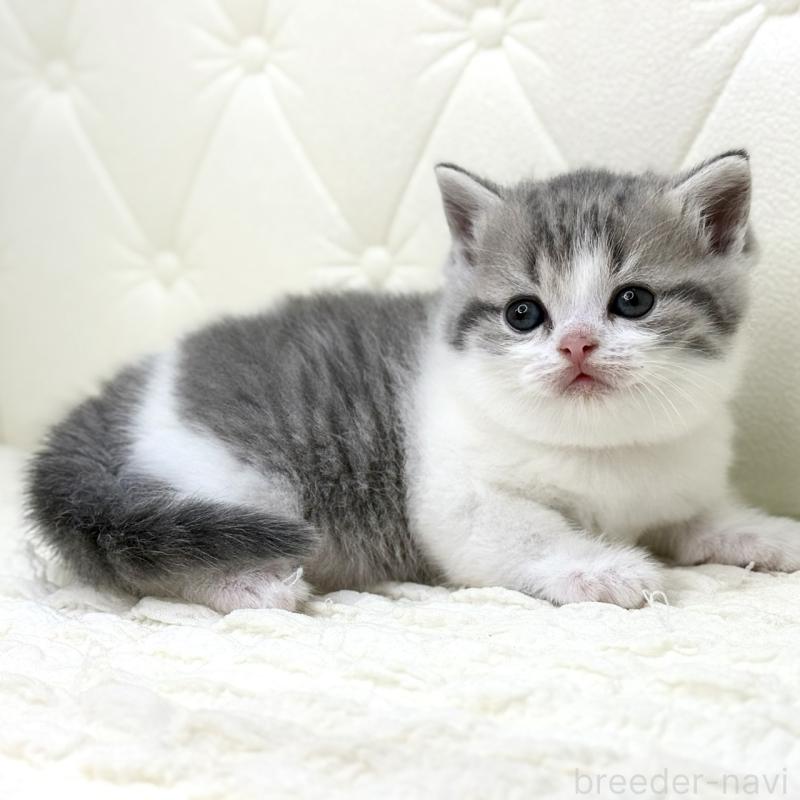 販売中の鹿児島県のスコティッシュフォールド-130103の6枚目