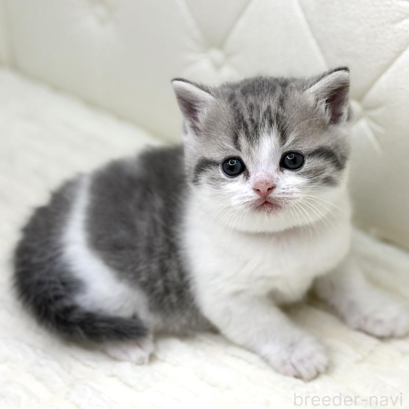 販売中の鹿児島県のスコティッシュフォールド-130103の5枚目