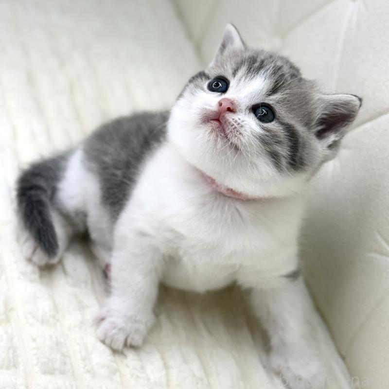 販売中の鹿児島県のスコティッシュフォールド-130103の4枚目