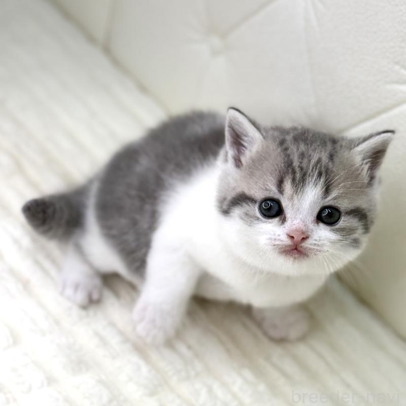 販売中の鹿児島県のスコティッシュフォールド-130103の3枚目