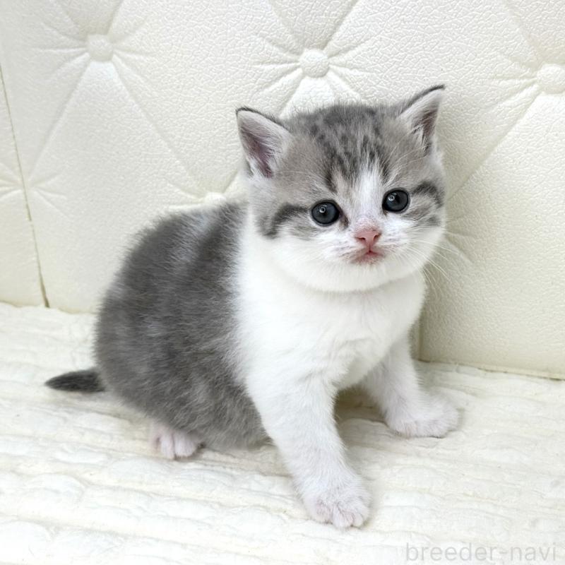 販売中の鹿児島県のスコティッシュフォールド-130103の2枚目