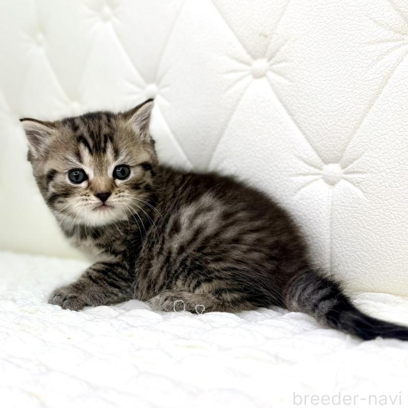 販売中の鹿児島県のスコティッシュフォールド-130104の15枚目