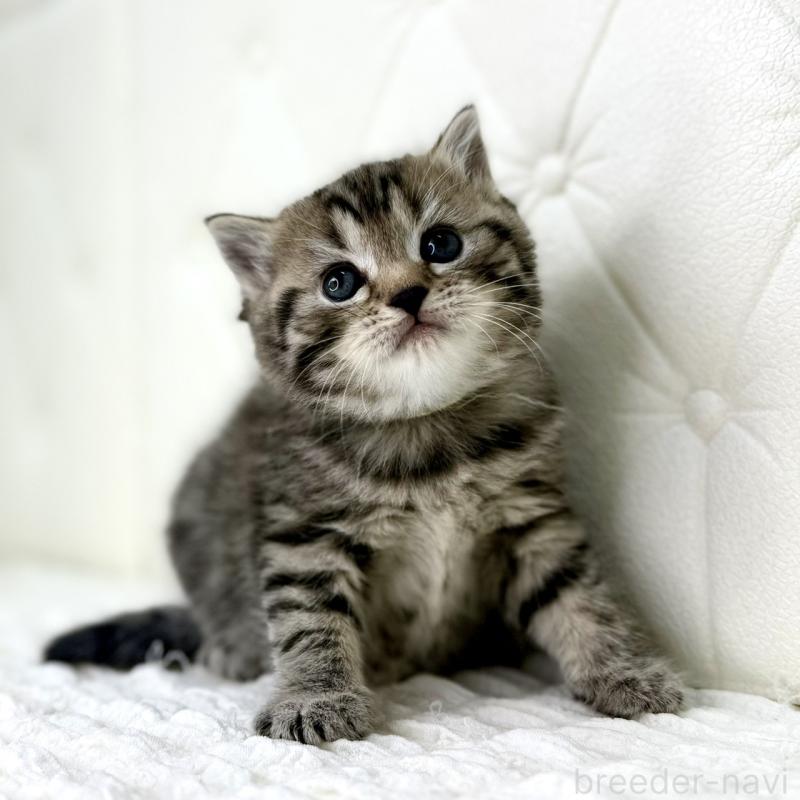 販売中の鹿児島県のスコティッシュフォールド-130104の14枚目