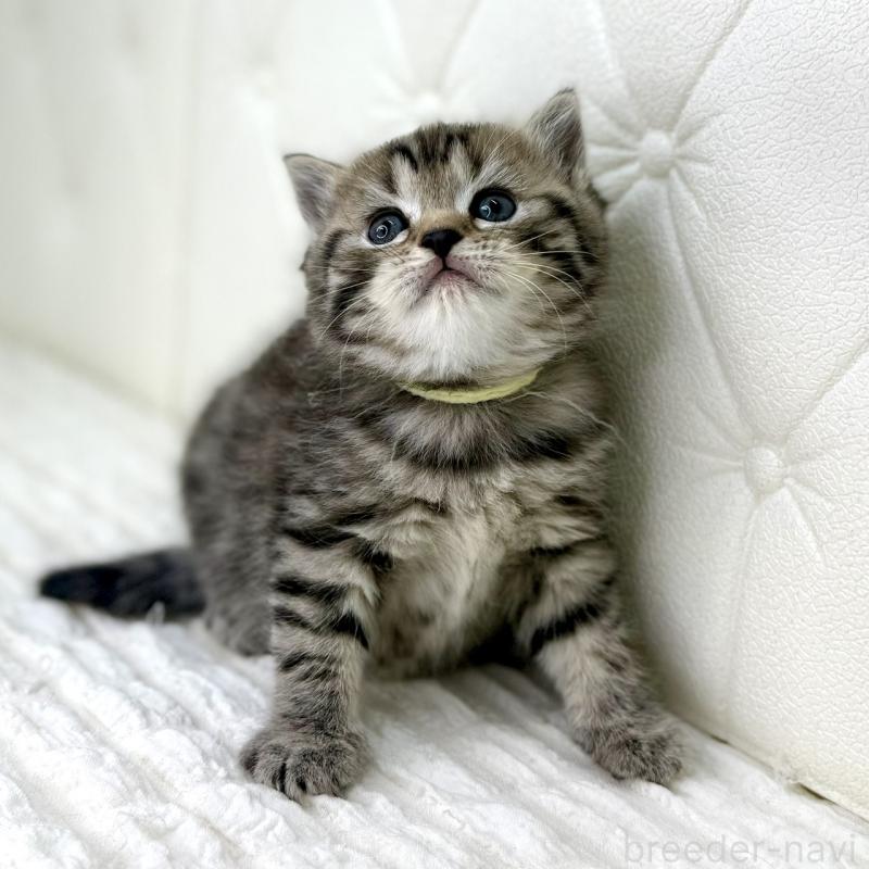 販売中の鹿児島県のスコティッシュフォールド-130104の13枚目