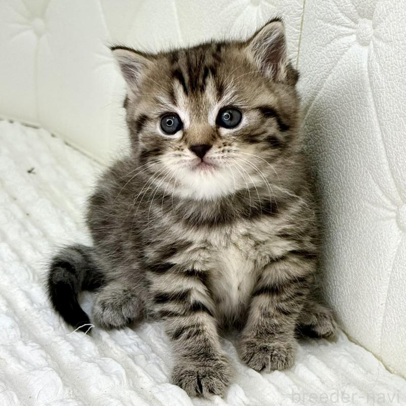 販売中の鹿児島県のスコティッシュフォールド-130104の12枚目