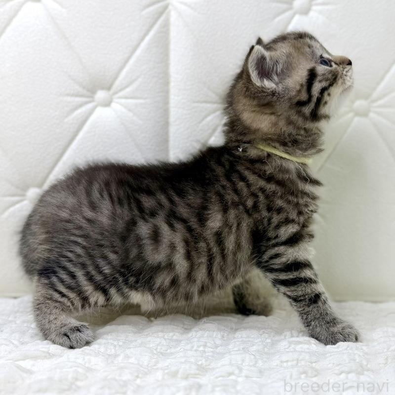 販売中の鹿児島県のスコティッシュフォールド-130104の11枚目