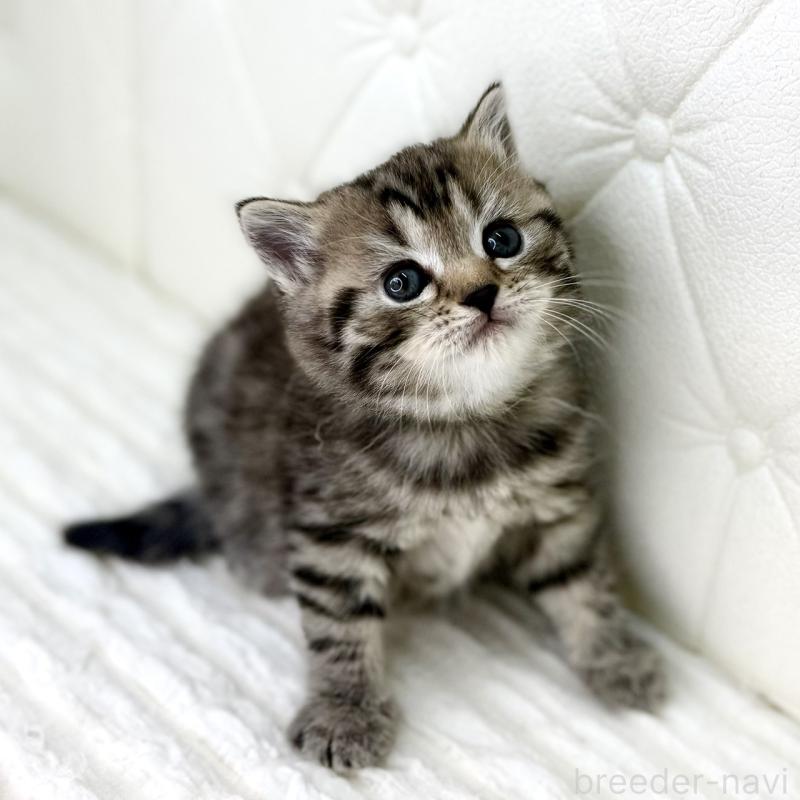 販売中の鹿児島県のスコティッシュフォールド-130104の10枚目