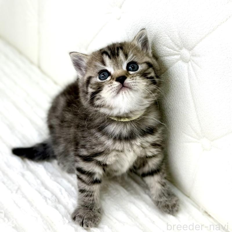 販売中の鹿児島県のスコティッシュフォールド-130104の9枚目