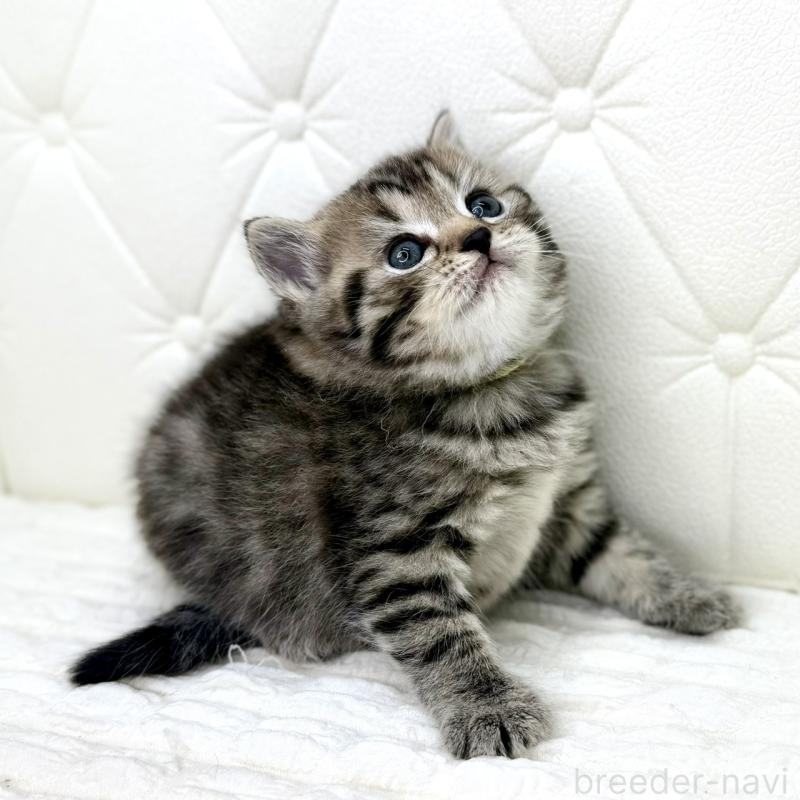 販売中の鹿児島県のスコティッシュフォールド-130104の8枚目