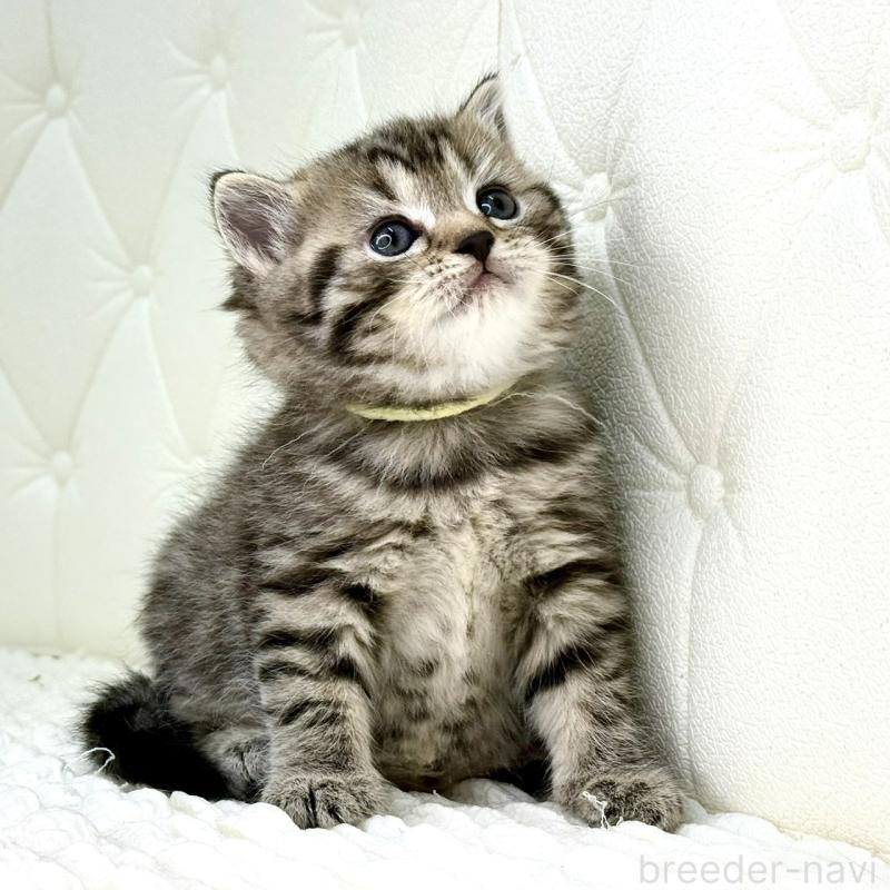 販売中の鹿児島県のスコティッシュフォールド-130104の7枚目