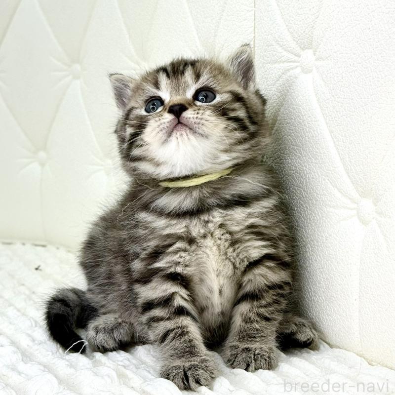 販売中の鹿児島県のスコティッシュフォールド-130104の6枚目