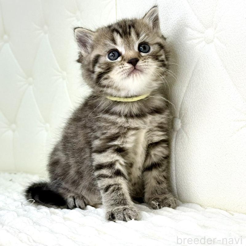 販売中の鹿児島県のスコティッシュフォールド-130104の5枚目