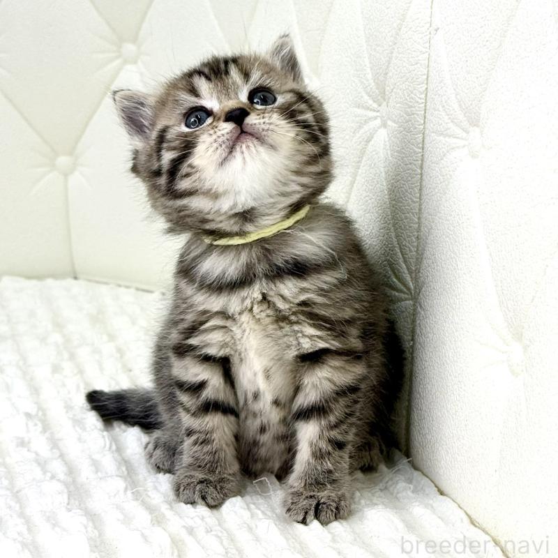 販売中の鹿児島県のスコティッシュフォールド-130104の4枚目