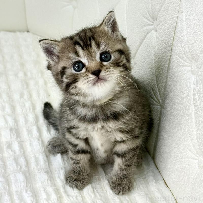 販売中の鹿児島県のスコティッシュフォールド-130104の3枚目