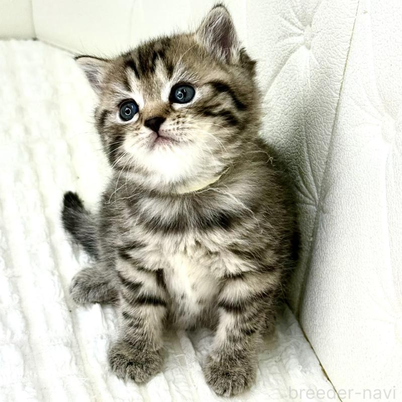 販売中の鹿児島県のスコティッシュフォールド-130104の2枚目