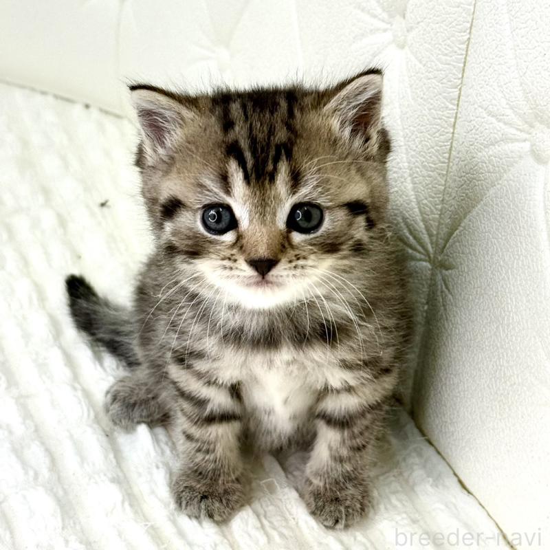 販売中の鹿児島県のスコティッシュフォールド-130104