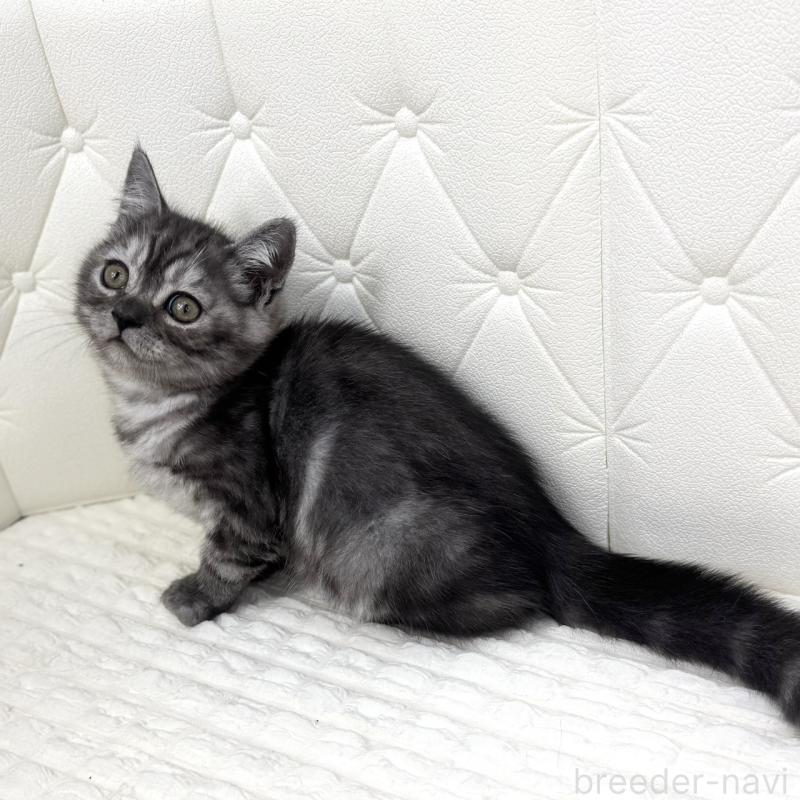 販売中の鹿児島県のミヌエット-124078の15枚目