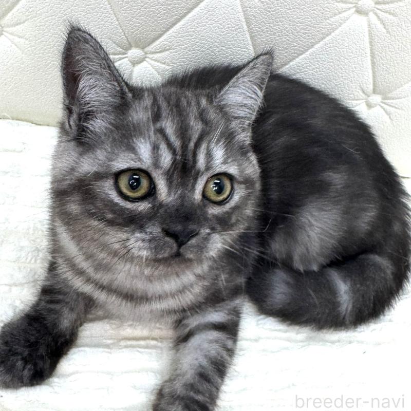 販売中の鹿児島県のミヌエット-124078の14枚目