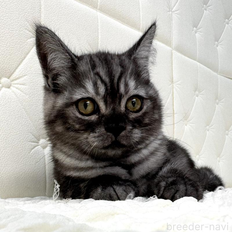 販売中の鹿児島県のミヌエット-124078の13枚目