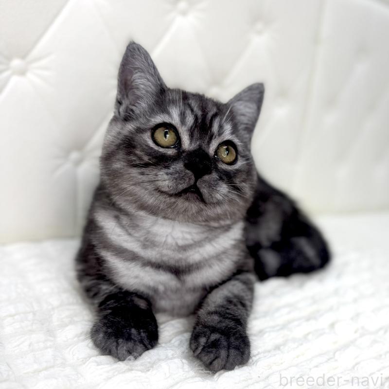 販売中の鹿児島県のミヌエット-124078