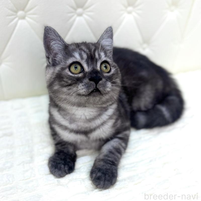 販売中の鹿児島県のミヌエット-124078の12枚目