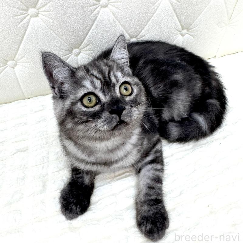 販売中の鹿児島県のミヌエット-124078の11枚目