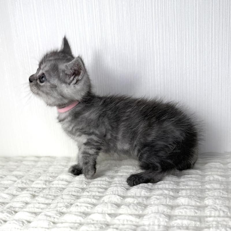 販売中の鹿児島県のミヌエット-124078の10枚目