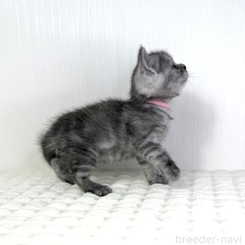 販売中の鹿児島県のミヌエット-124078の9枚目