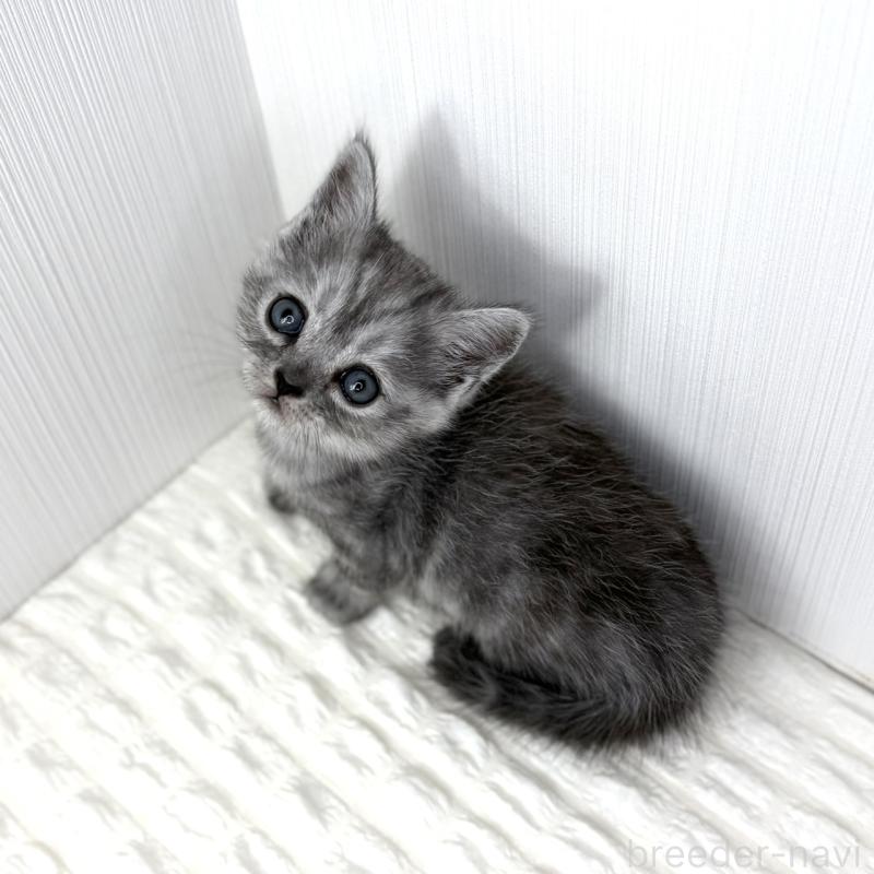 販売中の鹿児島県のミヌエット-124078の8枚目