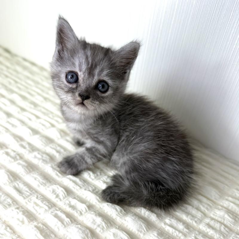 販売中の鹿児島県のミヌエット-124078の7枚目