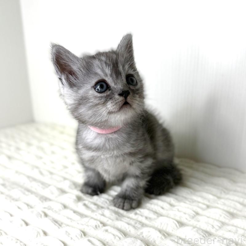 販売中の鹿児島県のミヌエット-124078の6枚目